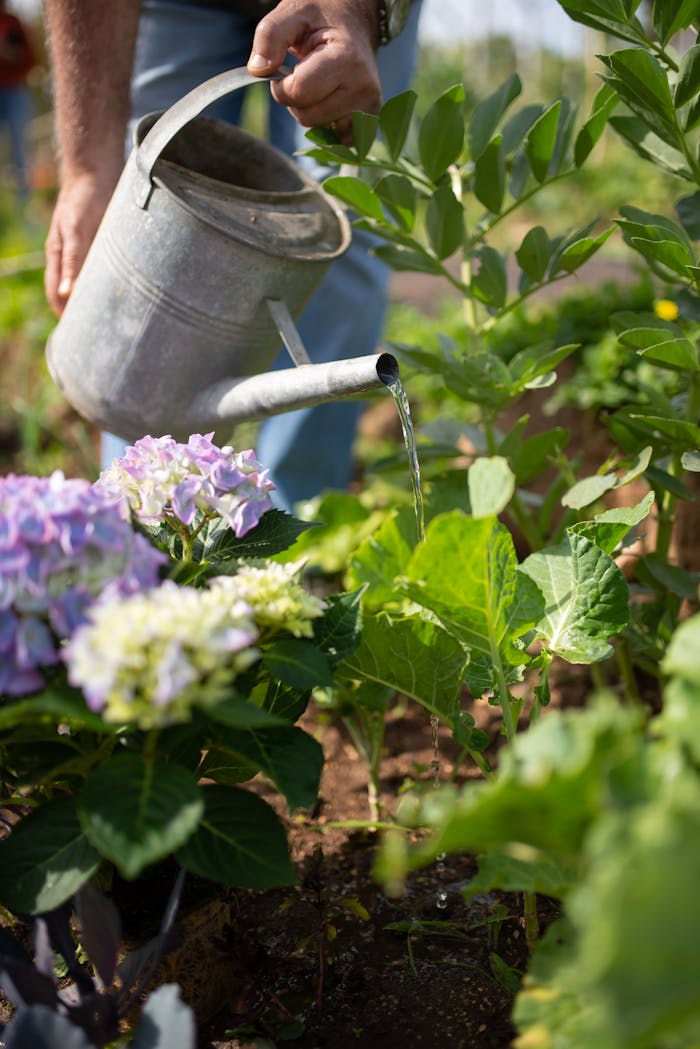 pexels-photo-7658821 A gardener waters vibrant hydrangeas in a lush outdoor garden setting.